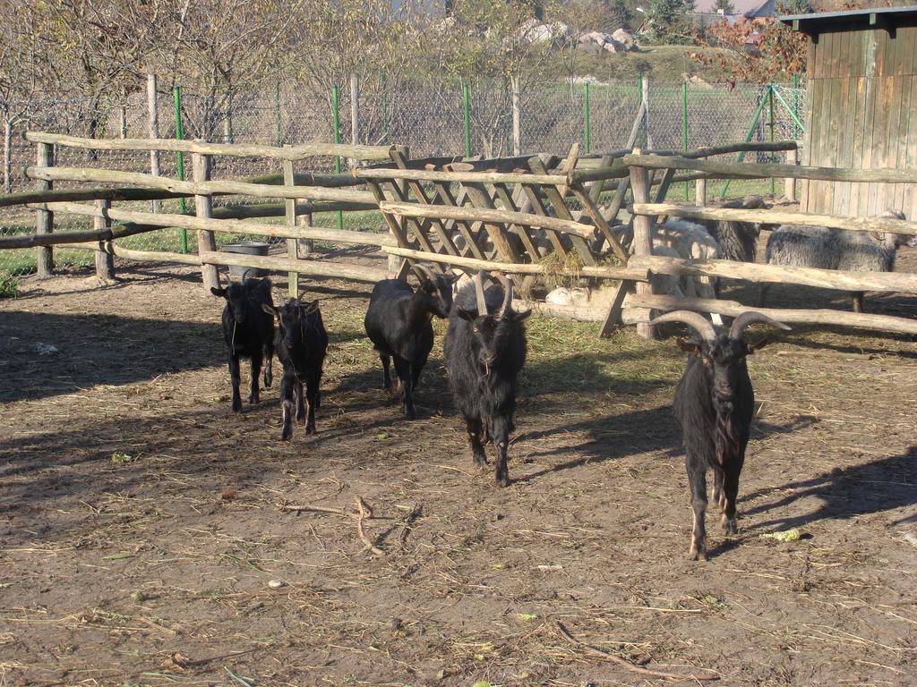 Gospodarstwo Agroturystyczne Ania I Filip Izabelin  Exteriér fotografie